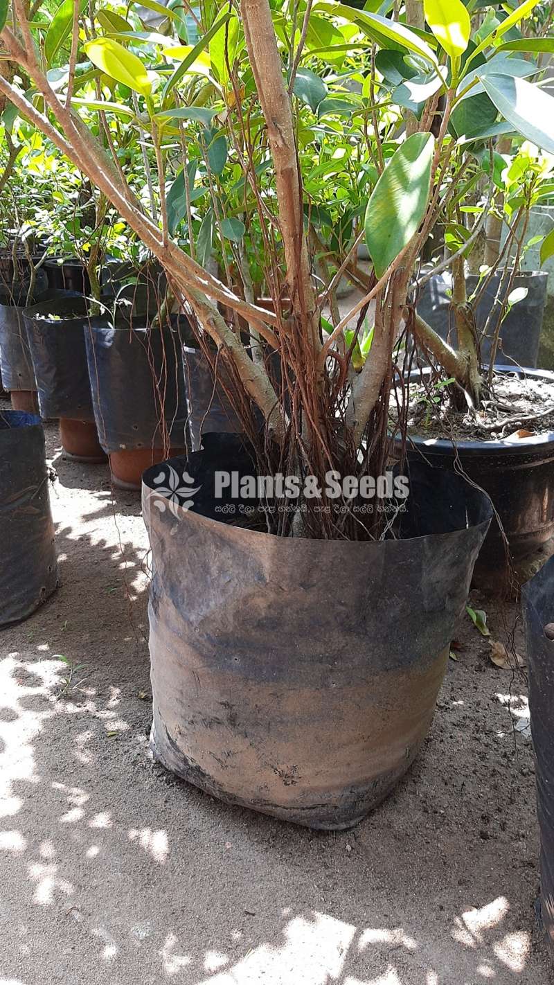 Plants for Bonsai