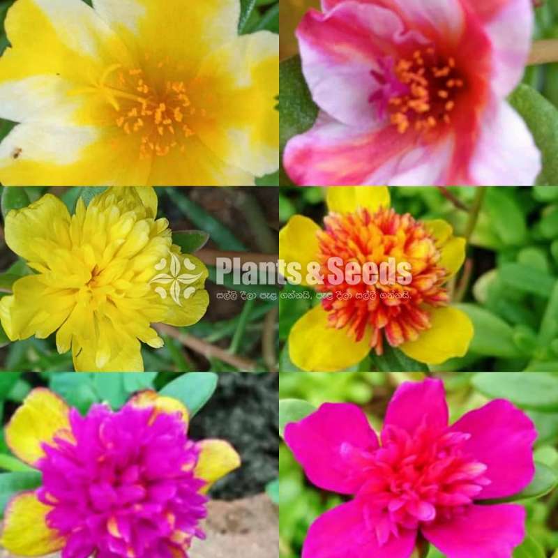 Japan Rosa (ජපන් රෝස )