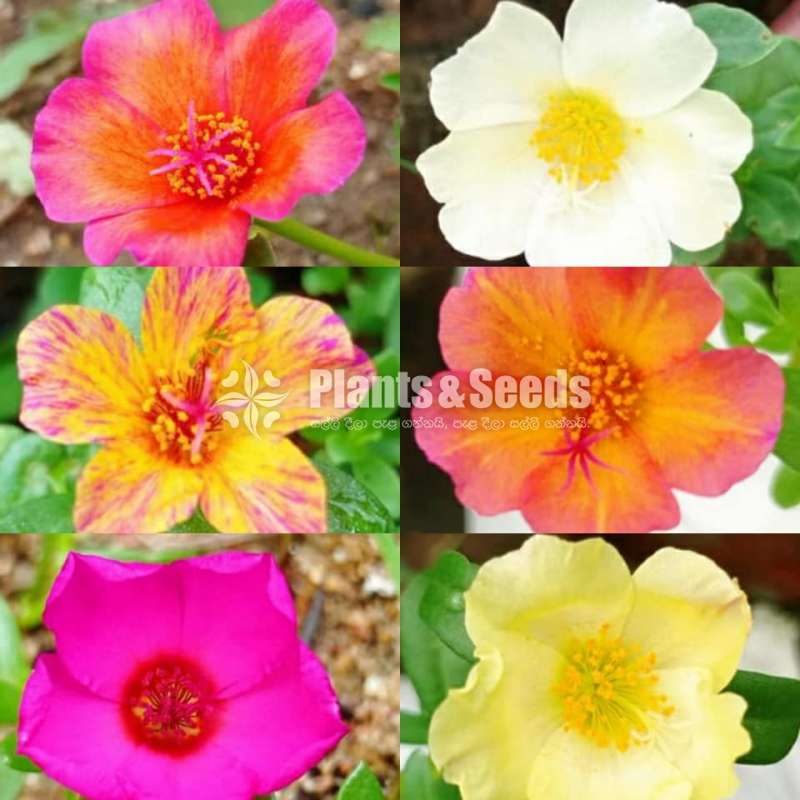 Japan Rosa (ජපන් රෝස )