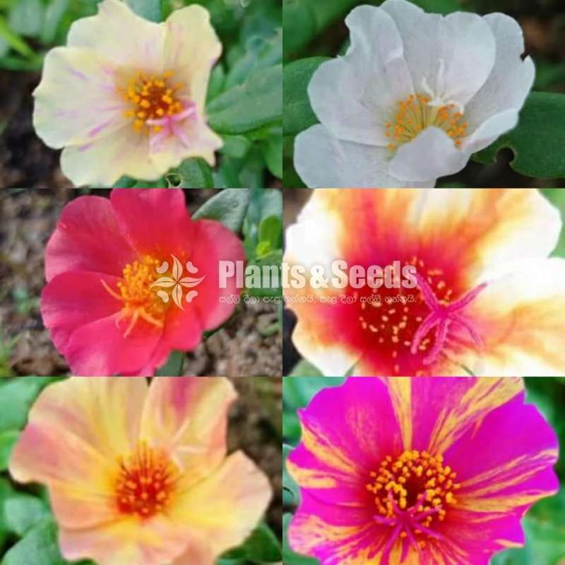 Japan Rosa (ජපන් රෝස )