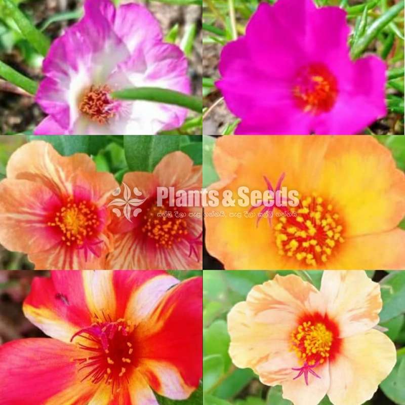 Japan Rosa (ජපන් රෝස )