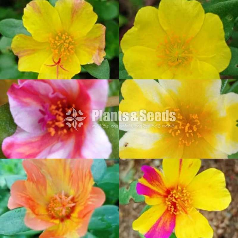 Japan Rosa (ජපන් රෝස )