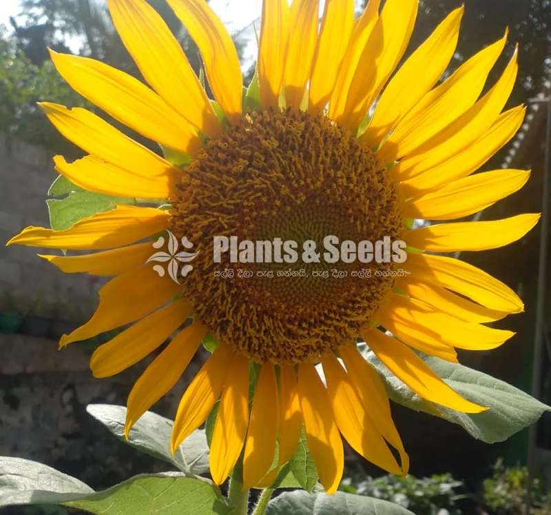 Sunflower Seeds