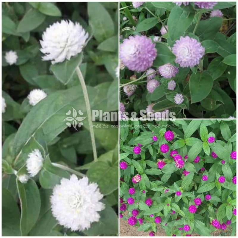 Raja pohottu seeds (රාජ පොට්ටු)
