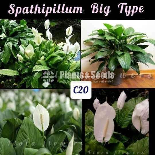 Spathipillum / Peace Lily