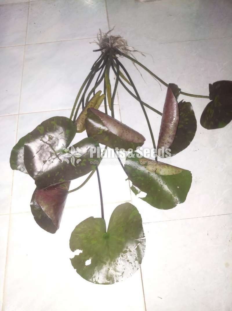 Water Plants