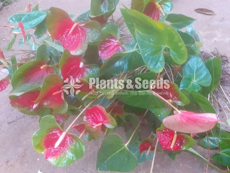 Anthurium Bi Color (බයිකලර් ඇන්තූරියම් )