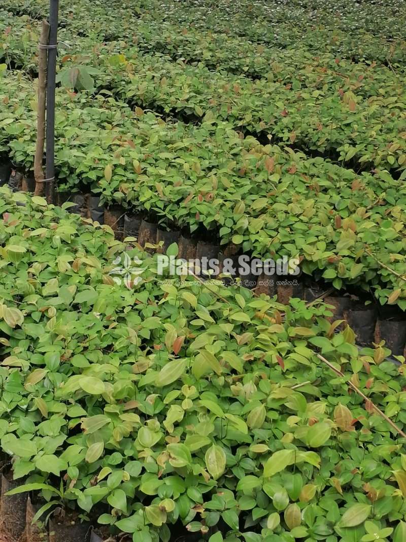Cinnamon Plants  (කුරුදු පැල)
