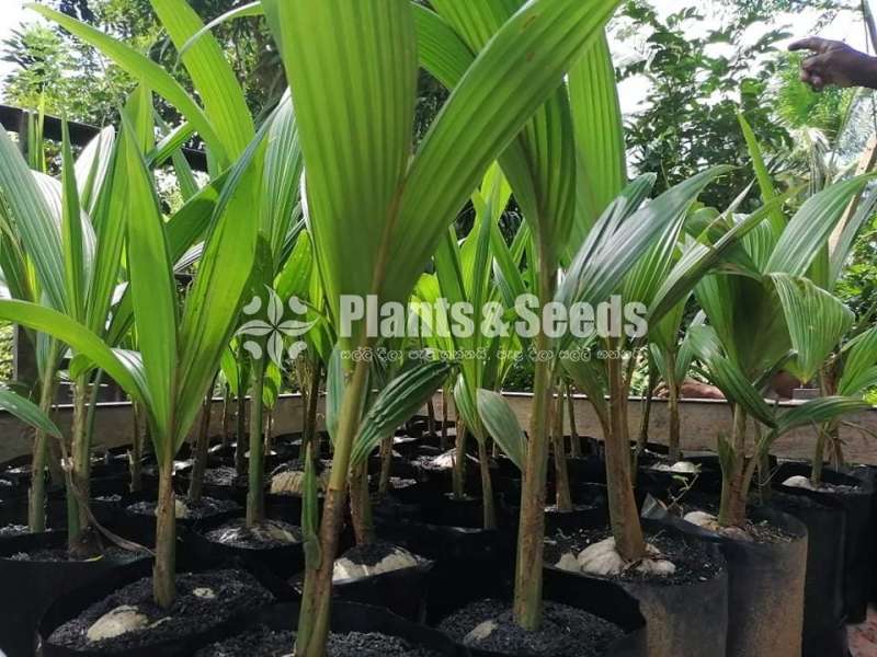 Pol Pala (දේශීය පොල් පැල)