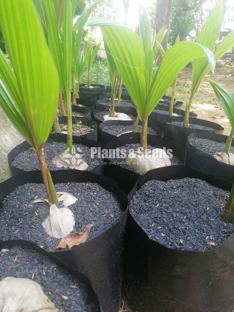 Pol Pala (දේශීය පොල් පැල)
