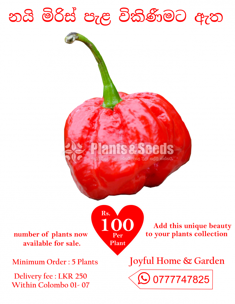 chilli plants (නයි මිරිස් පැල  )