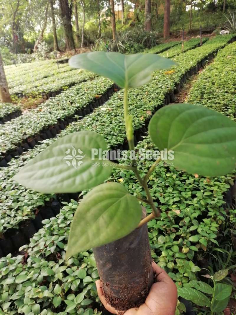 Black Pepper(ගම්මිරිස් )