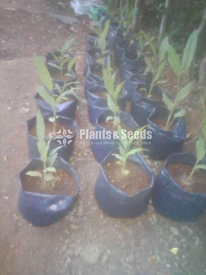Polythene packets (කහ වගාව සඳහාම)