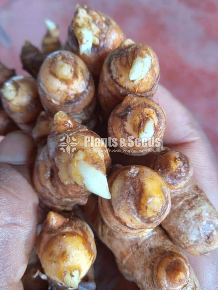 Turmeric seeds (කහ බීජ )
