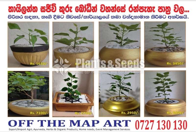 Boo Tree - (තායිලන්ත සජීවි කුරු බෝධීන්වහන්සේ)