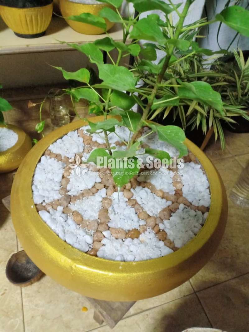 Boo Tree - (තායිලන්ත සජීවි කුරු බෝධීන්වහන්සේ)