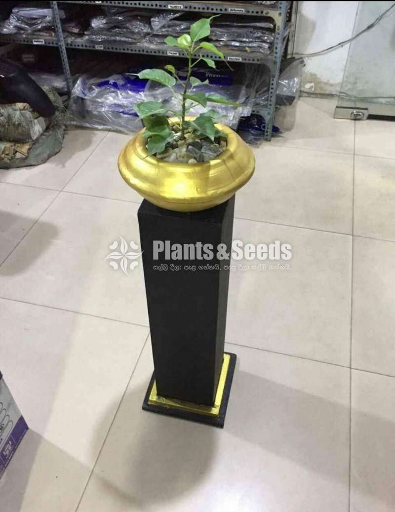 Boo Tree - (තායිලන්ත සජීවි කුරු බෝධීන්වහන්සේ)