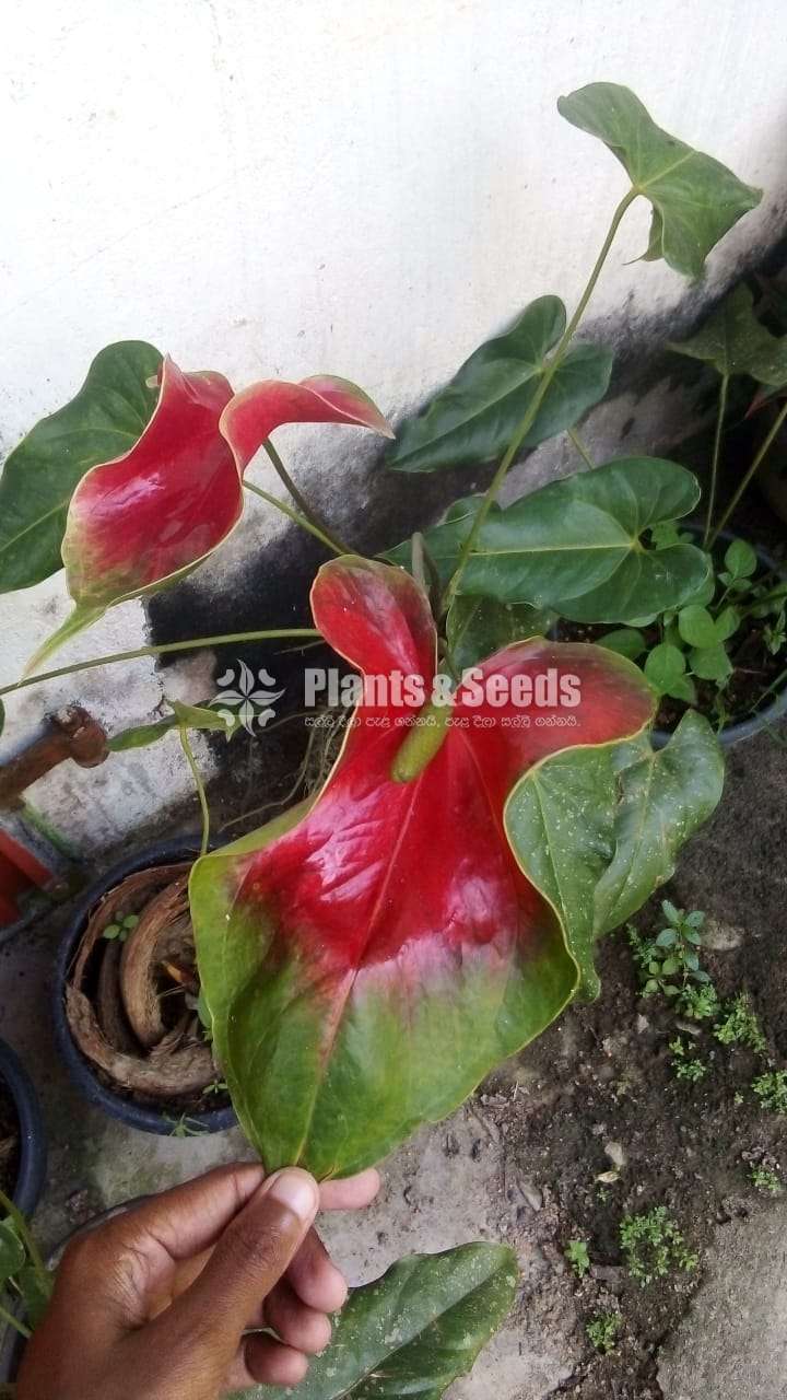 Anthurium Bi Color (බයිකලර් ඇන්තූරියම් )