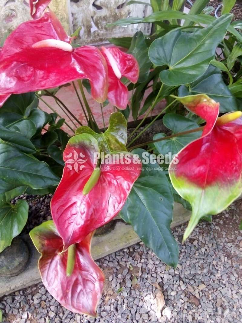 Anthurium Bi Color (බයිකලර් ඇන්තූරියම් )