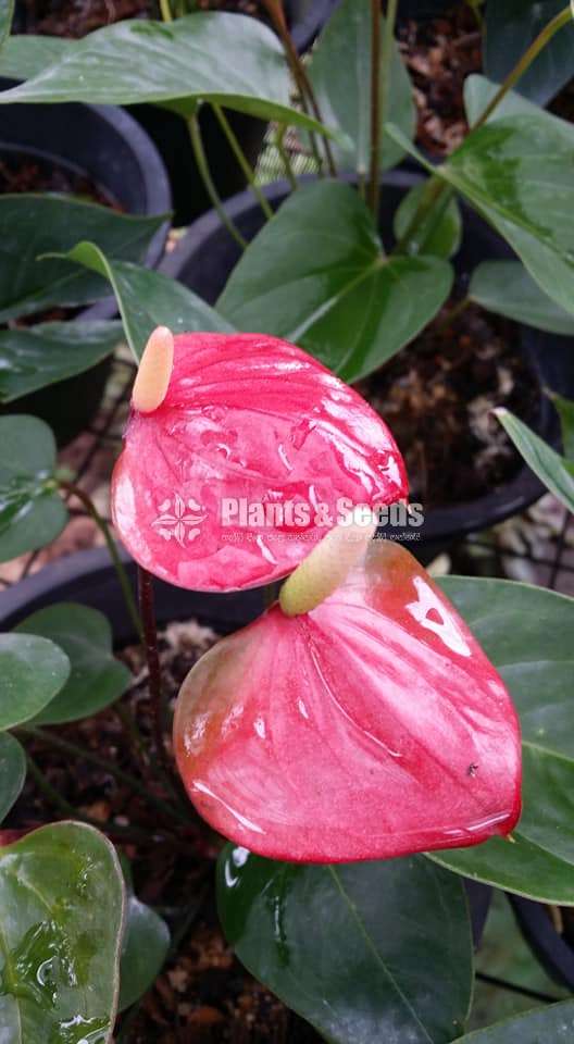 Bankok Seed Anthurium (මල් ආසන්න බැංකොක් ඇට පැල )
