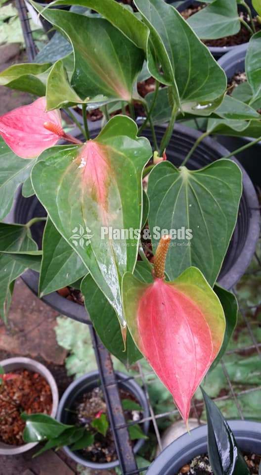Bankok Seed Anthurium (මල් ආසන්න බැංකොක් ඇට පැල )