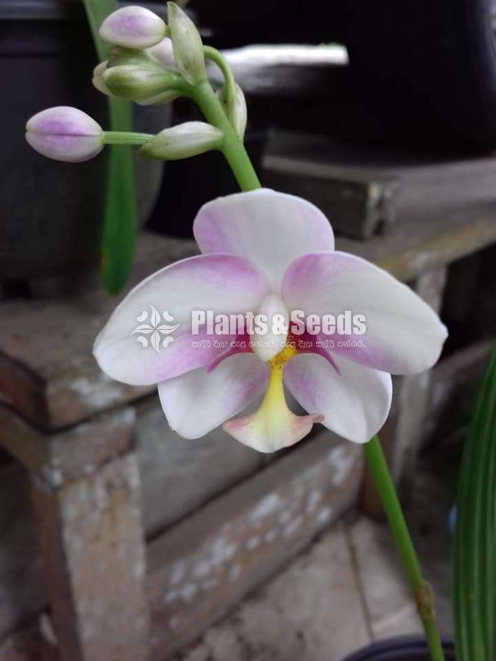 Ground Orchids (ග්‍රවුන්ඩ් ඕකිඩ් )