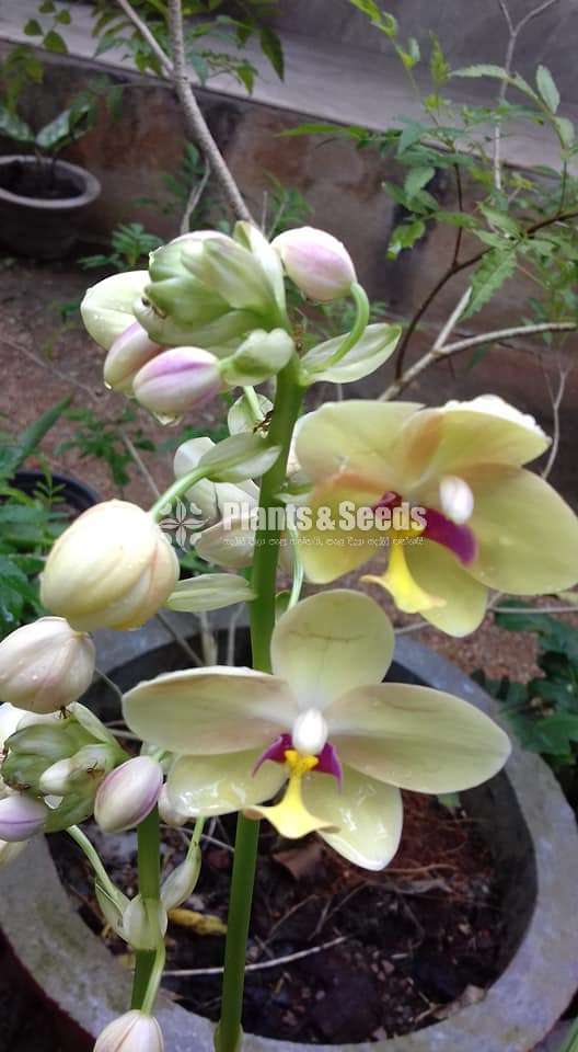 Ground Orchids (ග්‍රවුන්ඩ් ඕකිඩ් )