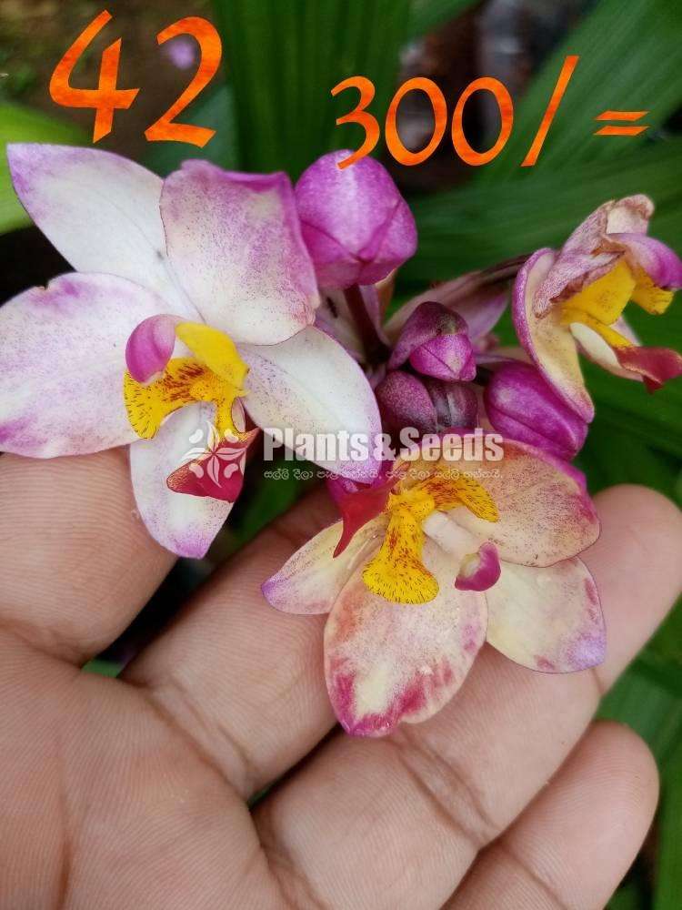 Ground Orchids (ග්‍රවුන්ඩ් ඕකිඩ් )
