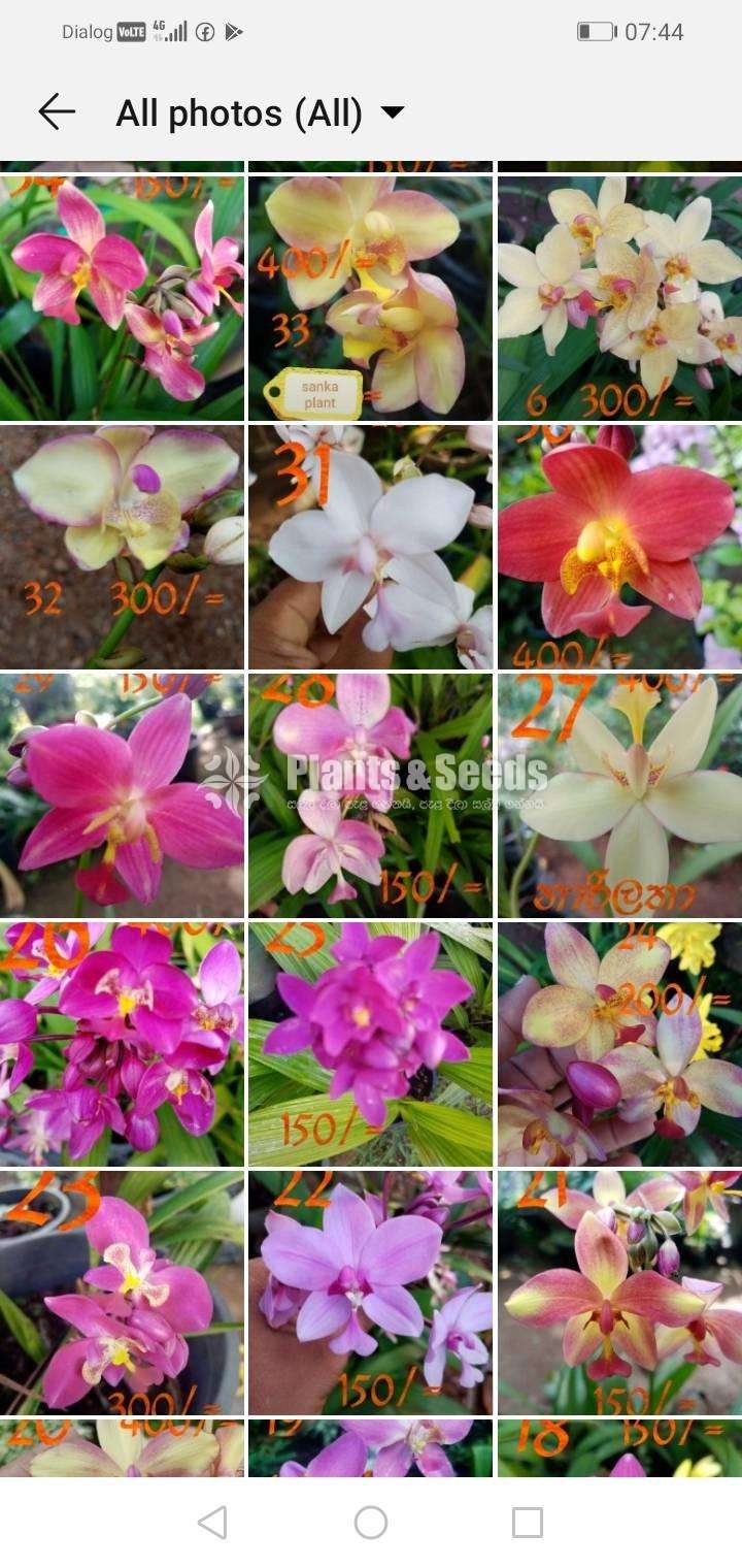 Ground Orchids (ග්‍රවුන්ඩ් ඕකිඩ් )