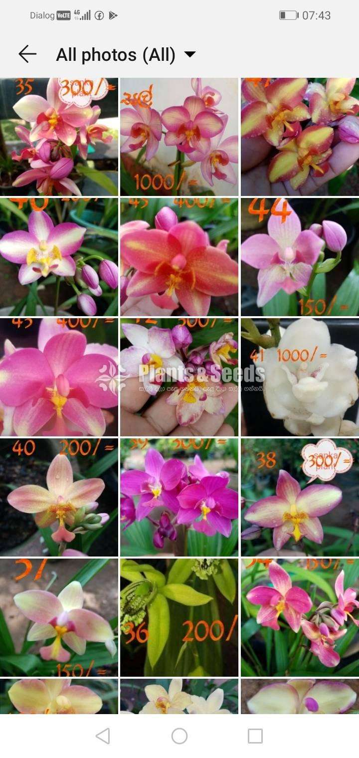 Ground Orchids (ග්‍රවුන්ඩ් ඕකිඩ් )