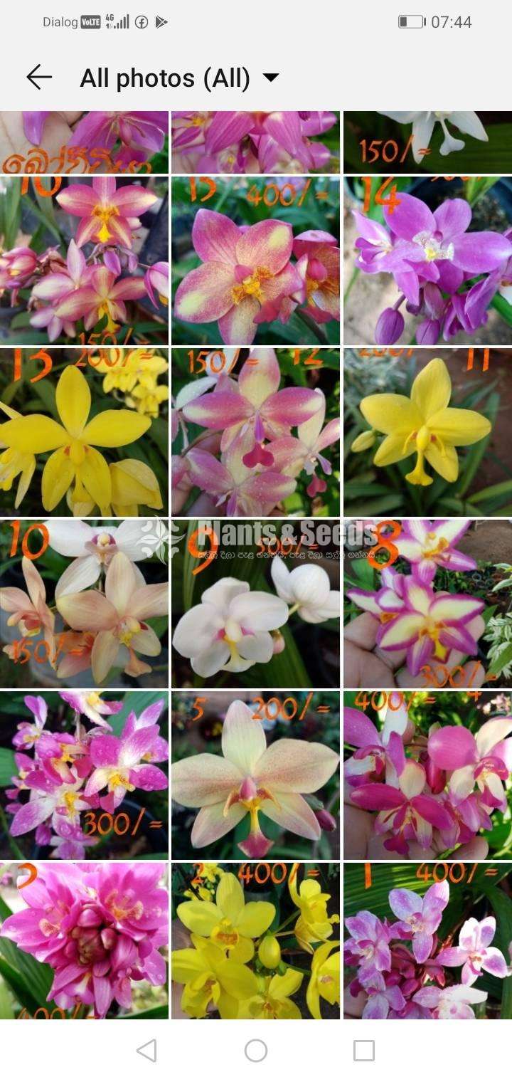 Ground Orchids (ග්‍රවුන්ඩ් ඕකිඩ් )