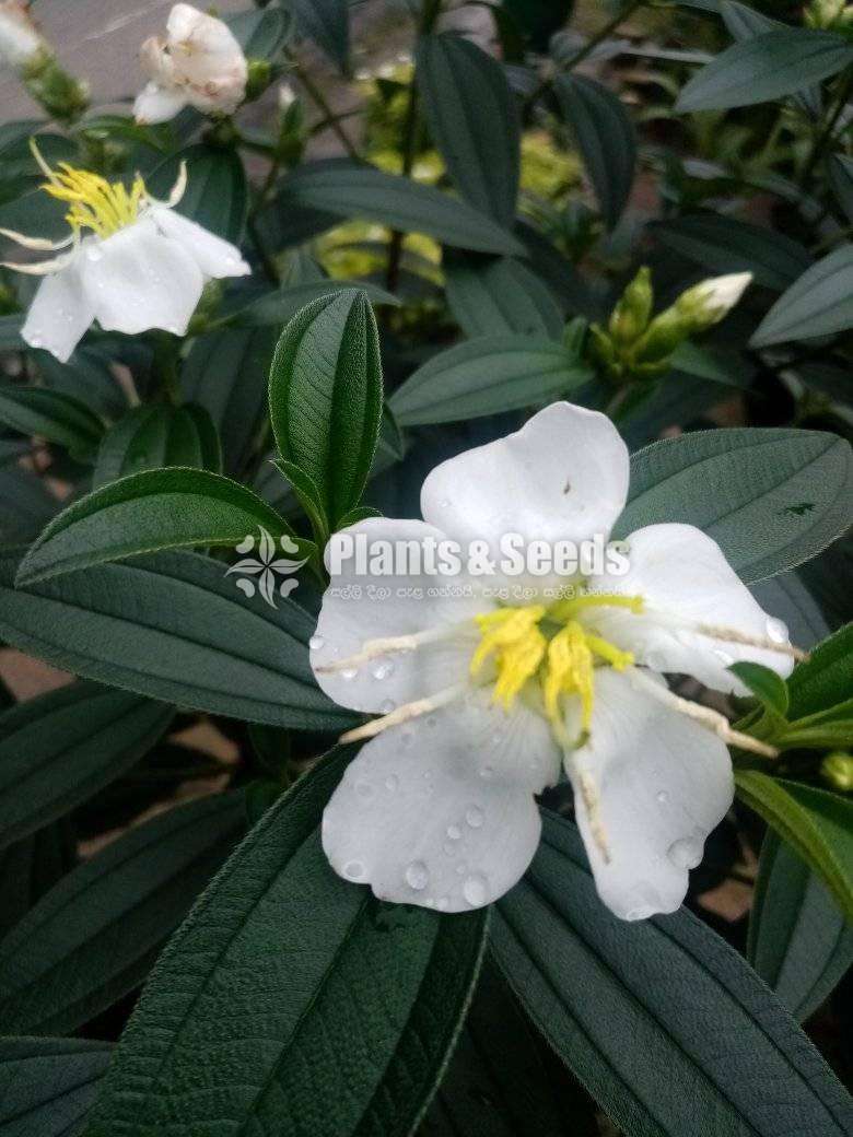 Sudu Bovitiya (සුදු බෝවිටියා )