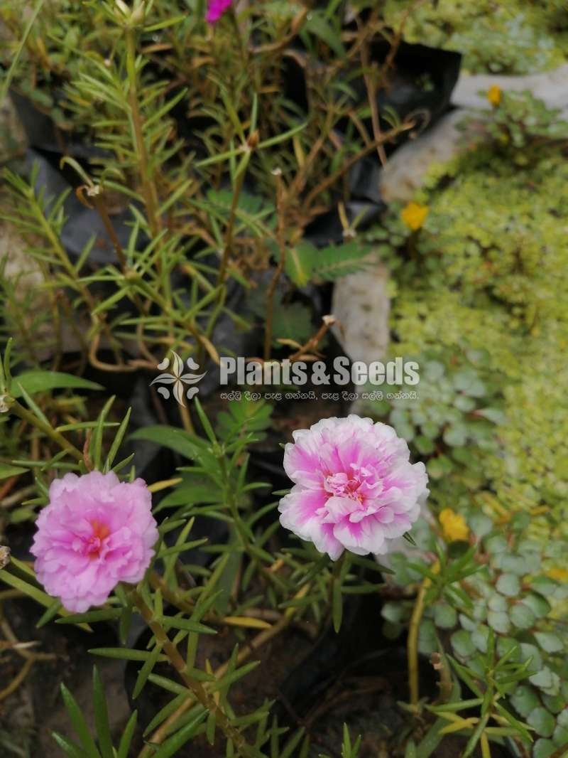Japan Rosa (ජපන් රෝස )