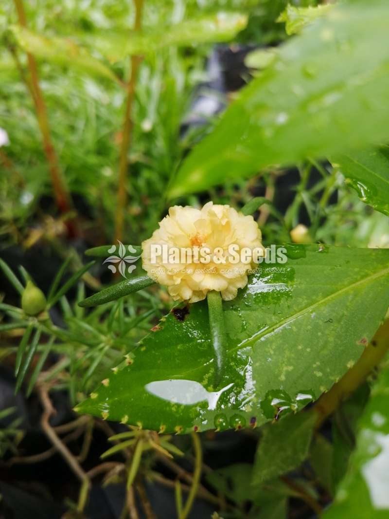 Japan Rosa (ජපන් රෝස )