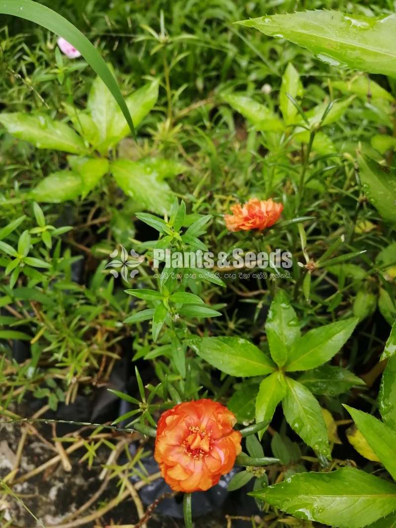 Japan Rosa (ජපන් රෝස )