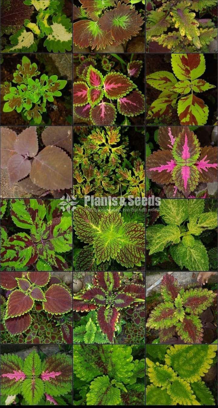 Koliyas  (කොලියස් )