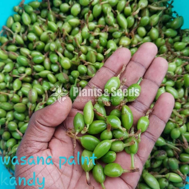  අඩුම මිලට  එන්සාල් ( කරදමුංගු) පැල (Cardamom)