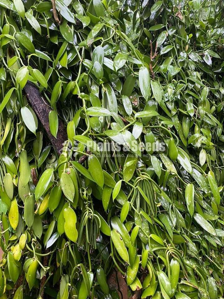 Vanila (හොදින් වැඩුණු වැනිලා වැල් )