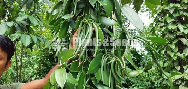 Vanila (හොදින් වැඩුණු වැනිලා වැල් )