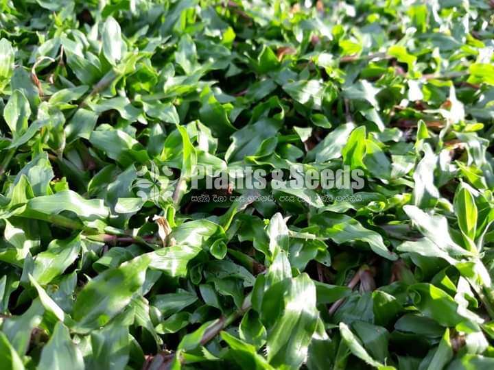 Malyshiyan grass 