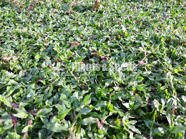 Malyshiyan grass 