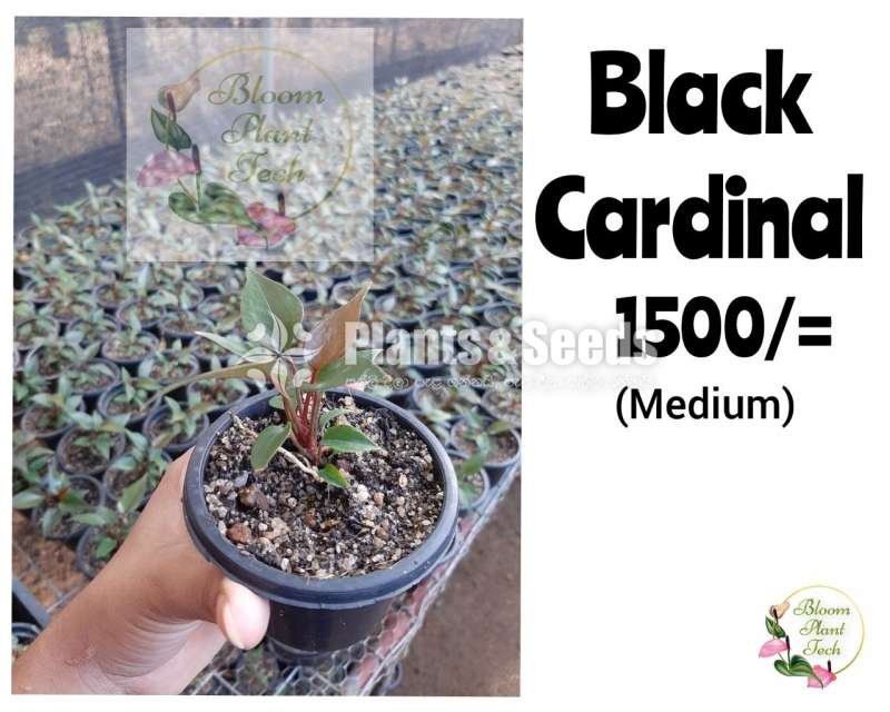 Anthurium Black Cardinal Seed(බ්ලැක් කාර්ඩිනල්)