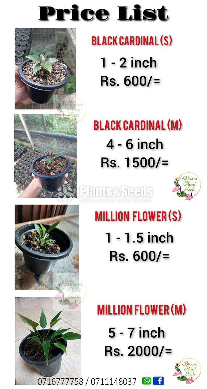 Anthurium Black Cardinal Seed(බ්ලැක් කාර්ඩිනල්)