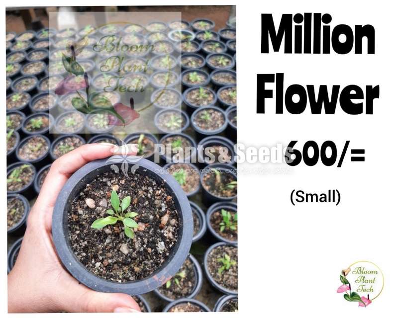 Anthurium -Million Flower