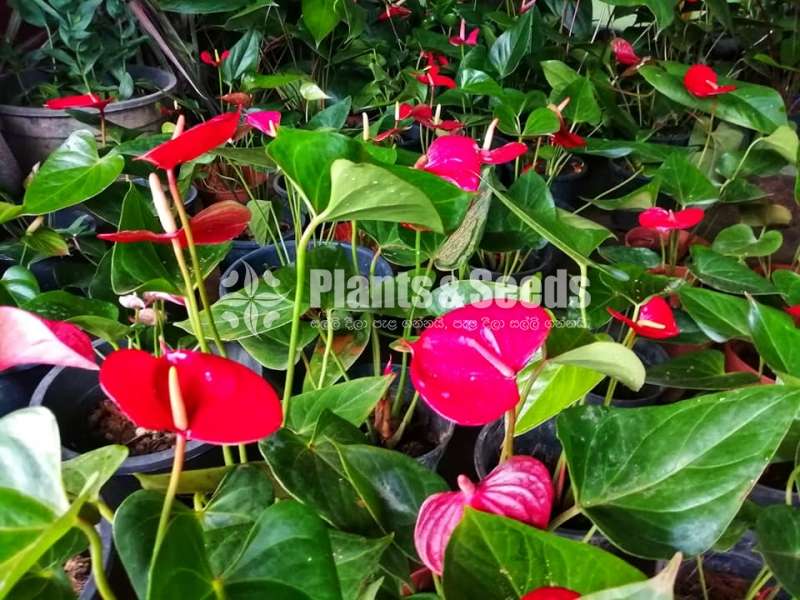 Lady Jane (ලේඩි ජේන් )