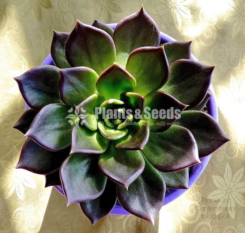 Succulent 