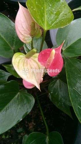 Anthurium