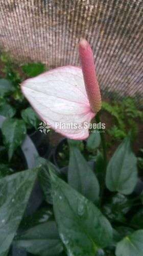 Anthurium