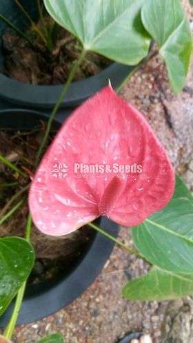 Anthurium