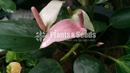 Anthurium